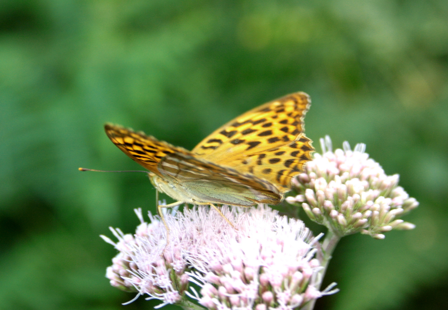 Schmetterling