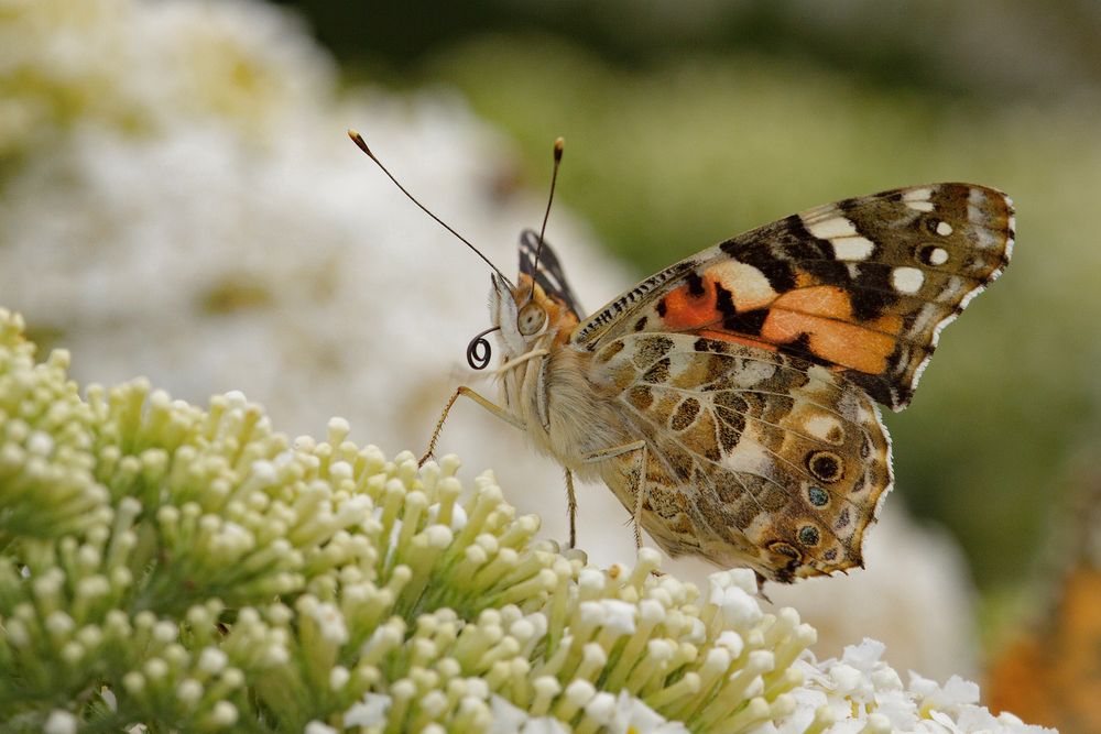 Schmetterling