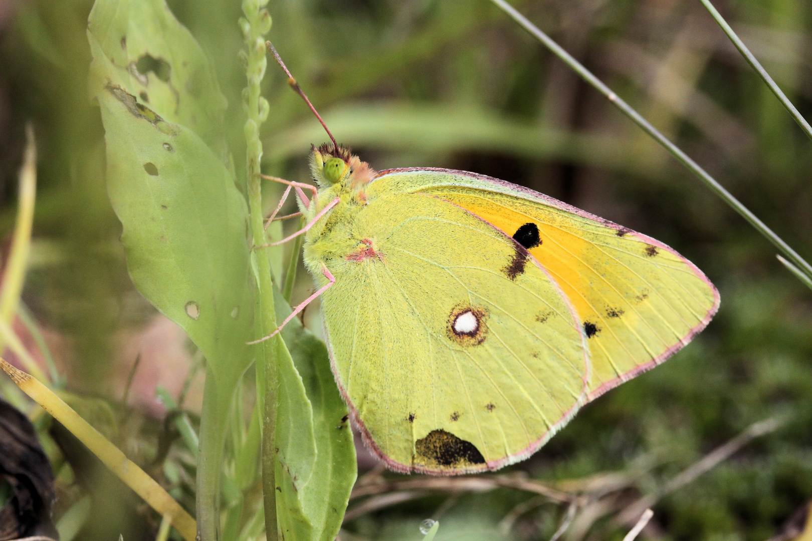 Schmetterling#