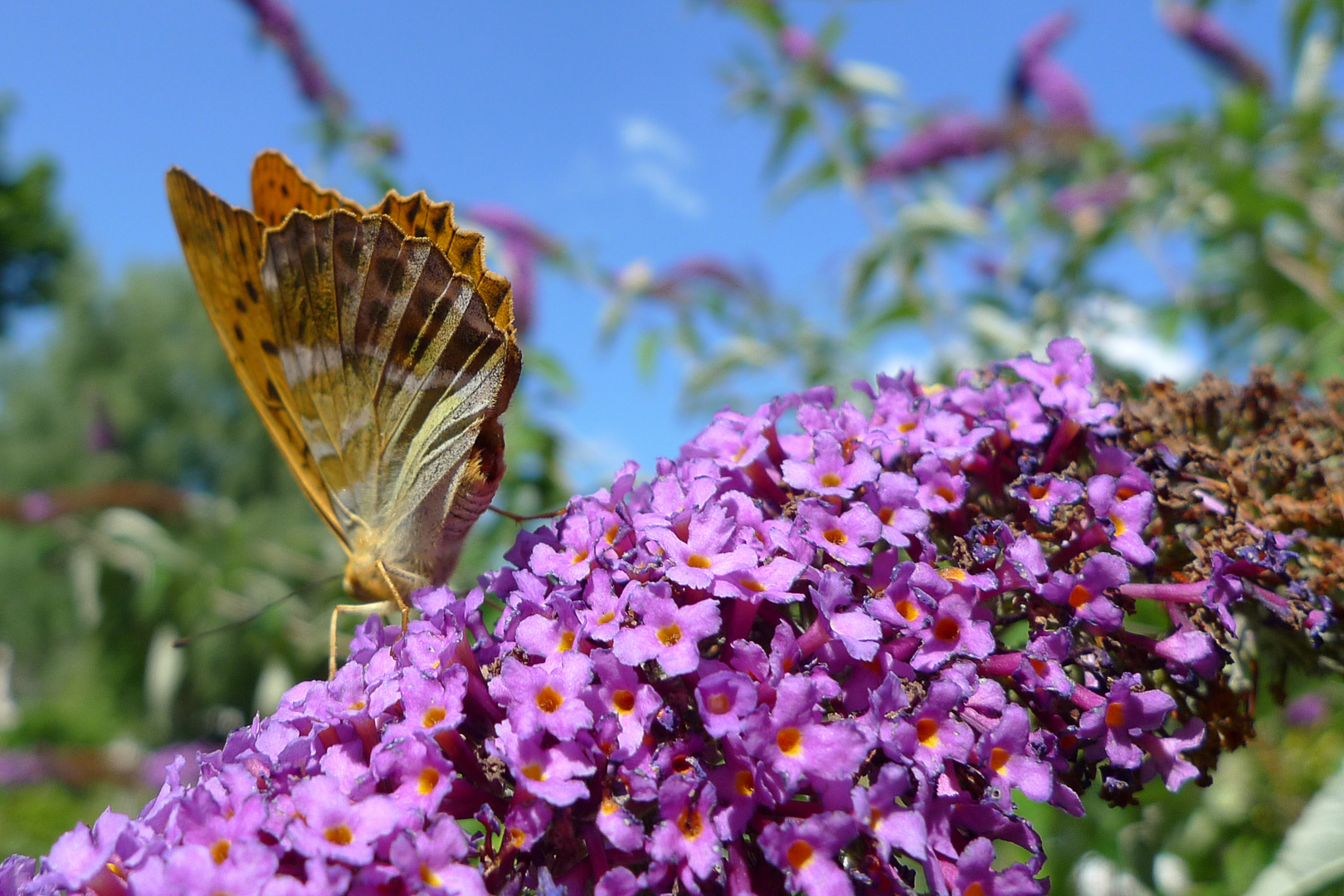 Schmetterling