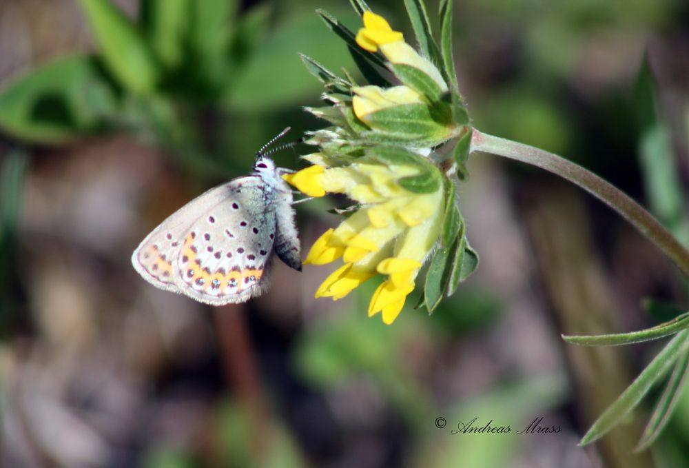 Schmetterling