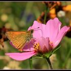 Schmetterling