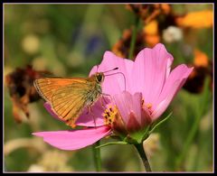 Schmetterling