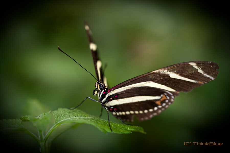 Schmetterling