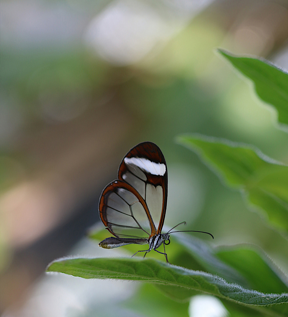 Schmetterling