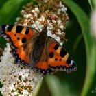 Schmetterling