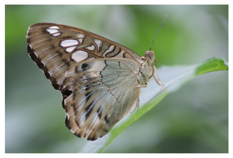 Schmetterling.