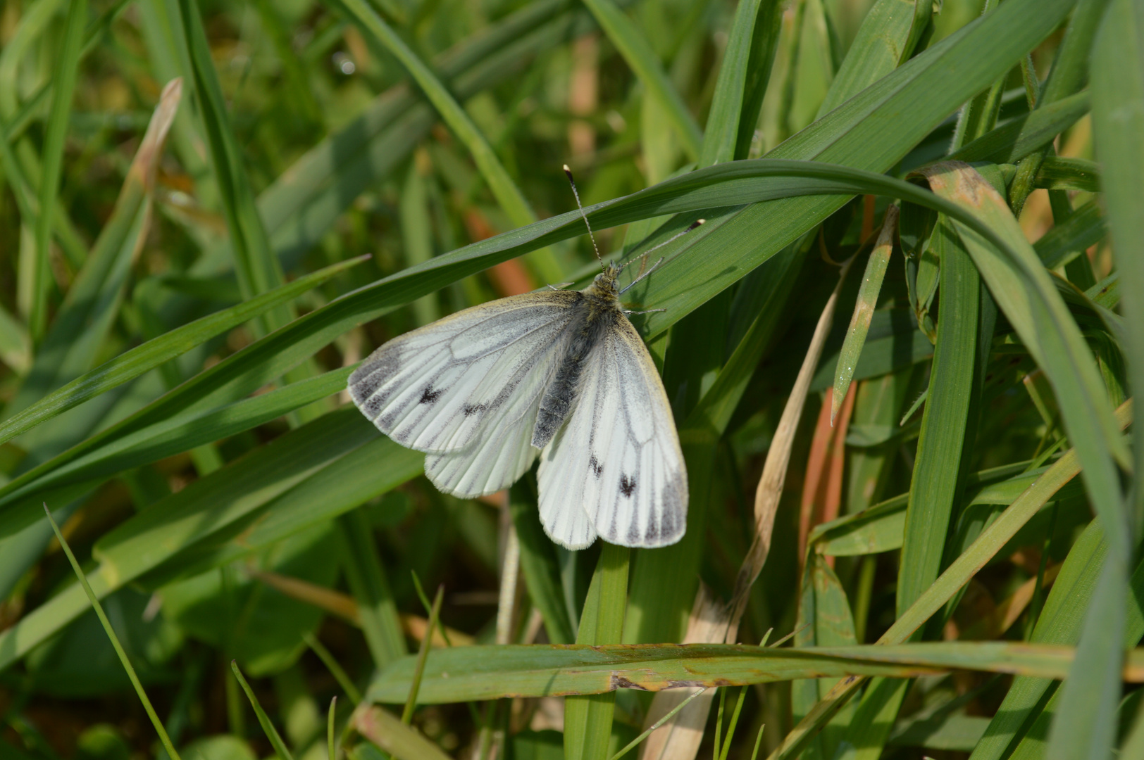 Schmetterling