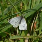 Schmetterling