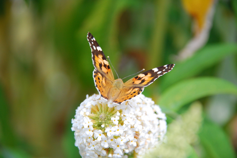 Schmetterling