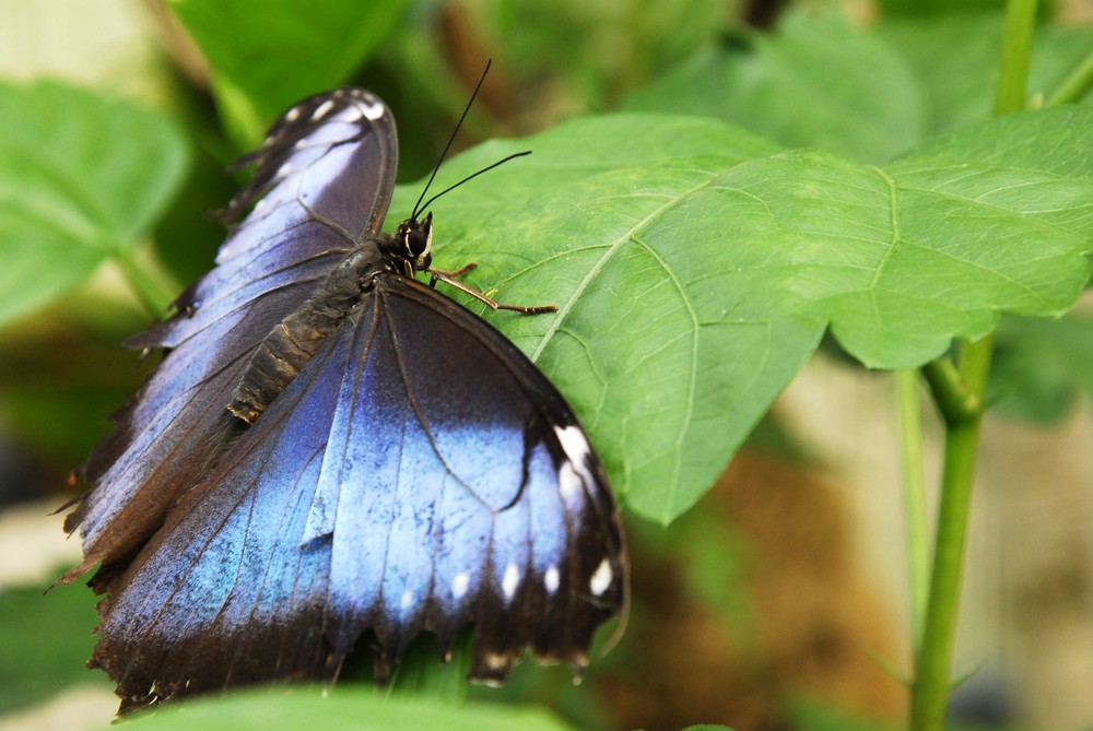 Schmetterling