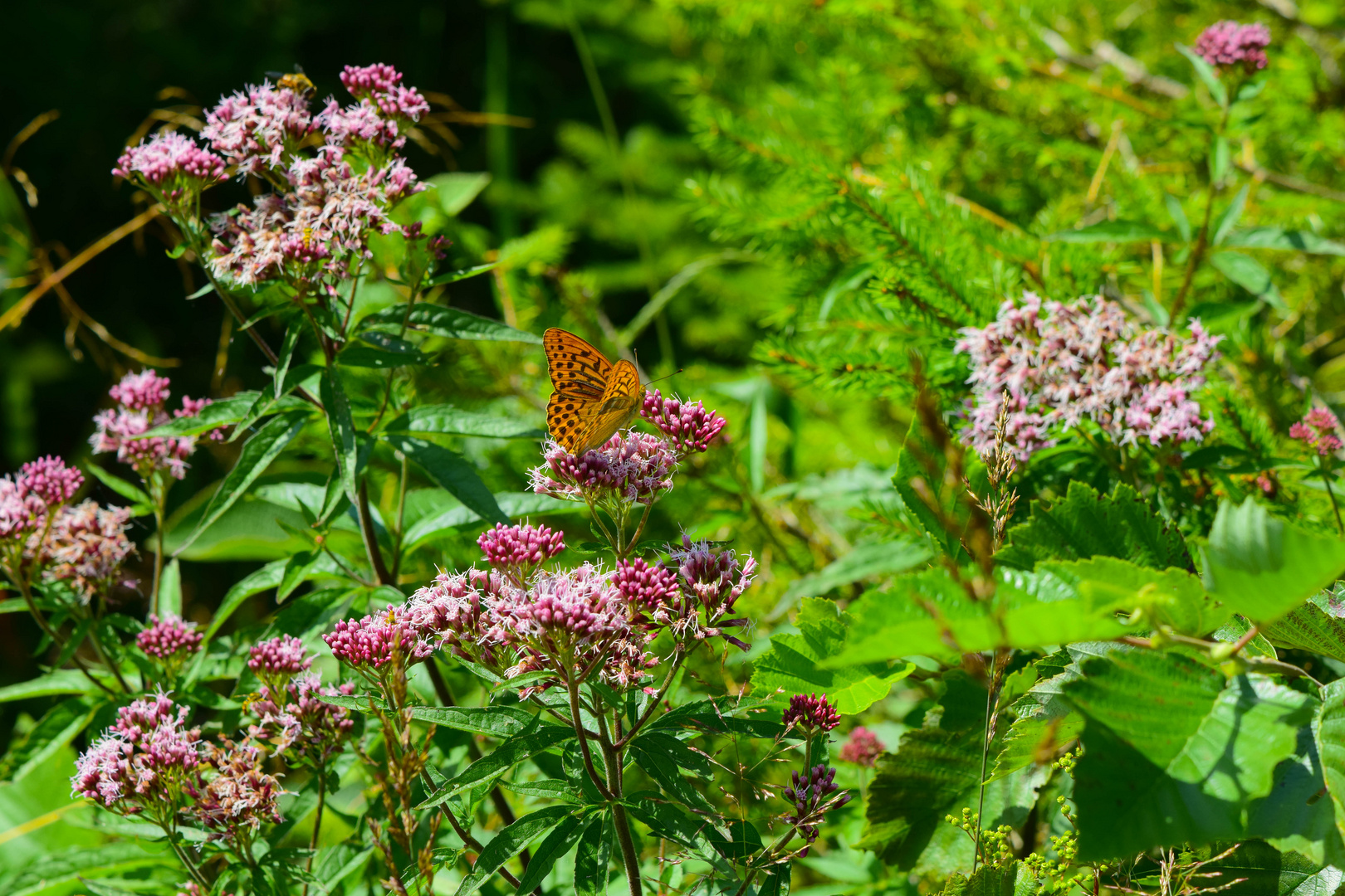 Schmetterling