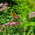 Schmetterling