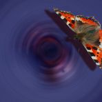 Schmetterling