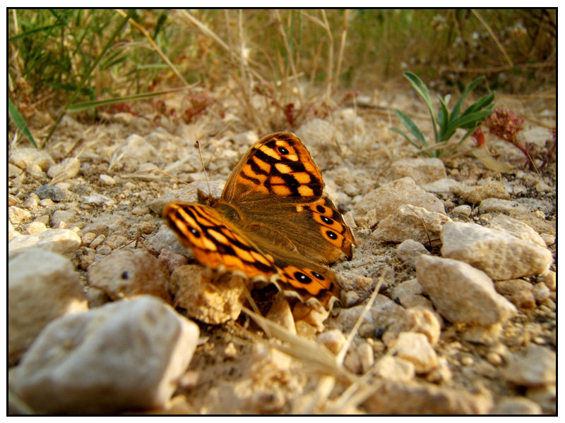 Schmetterling