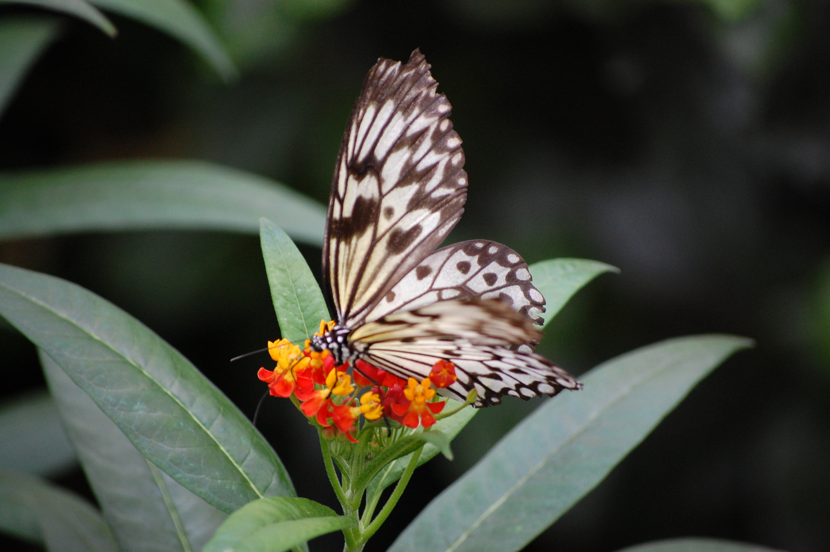 Schmetterling