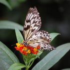 Schmetterling