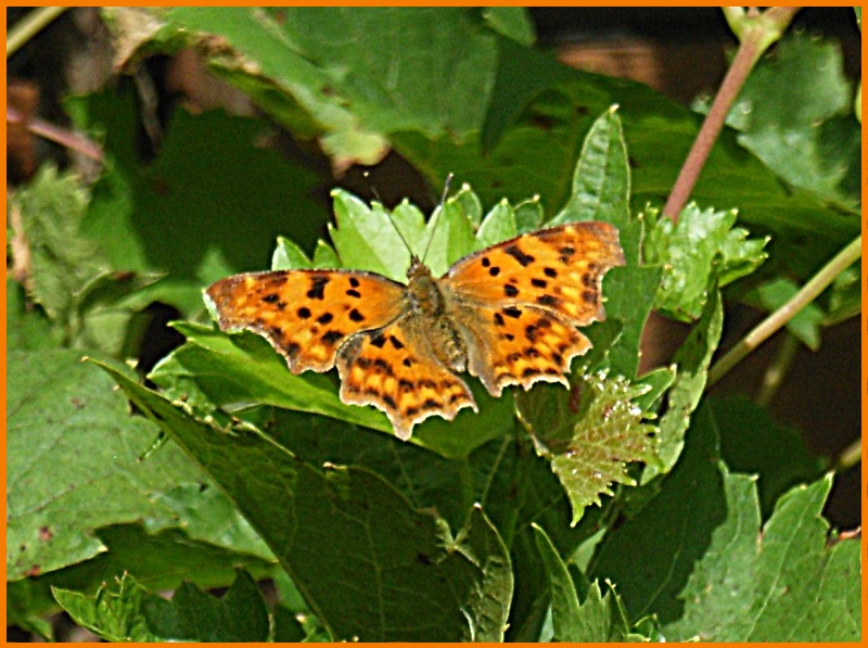 Schmetterling