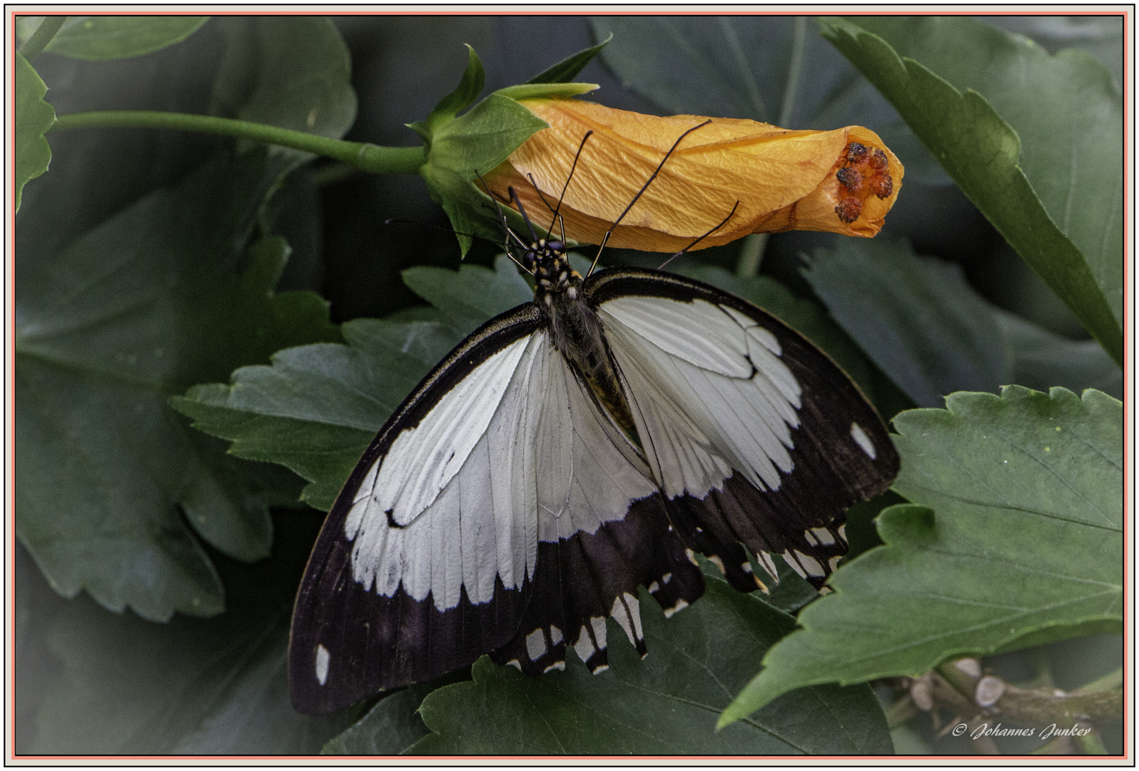 Schmetterling