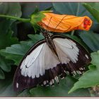 Schmetterling