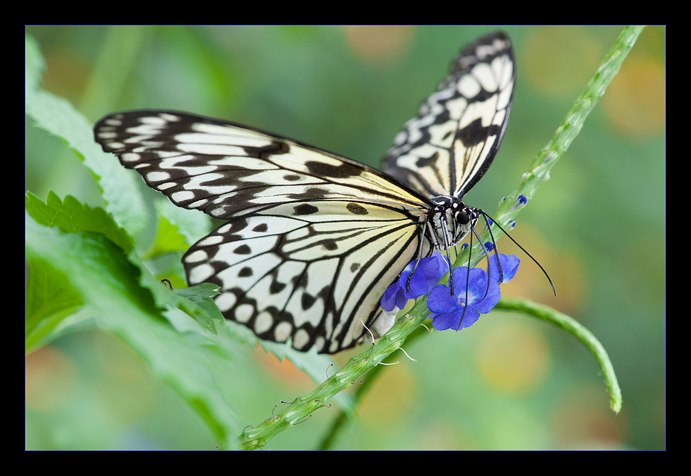 Schmetterling 6