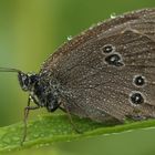 Schmetterling 6