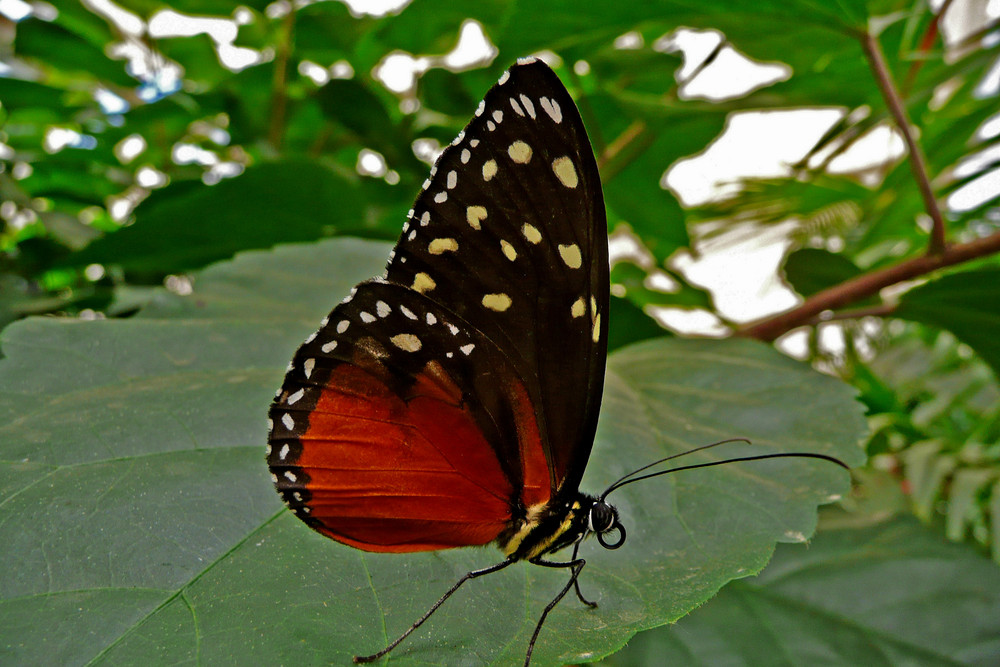 Schmetterling (6)