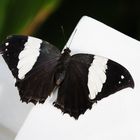 Schmetterling 6