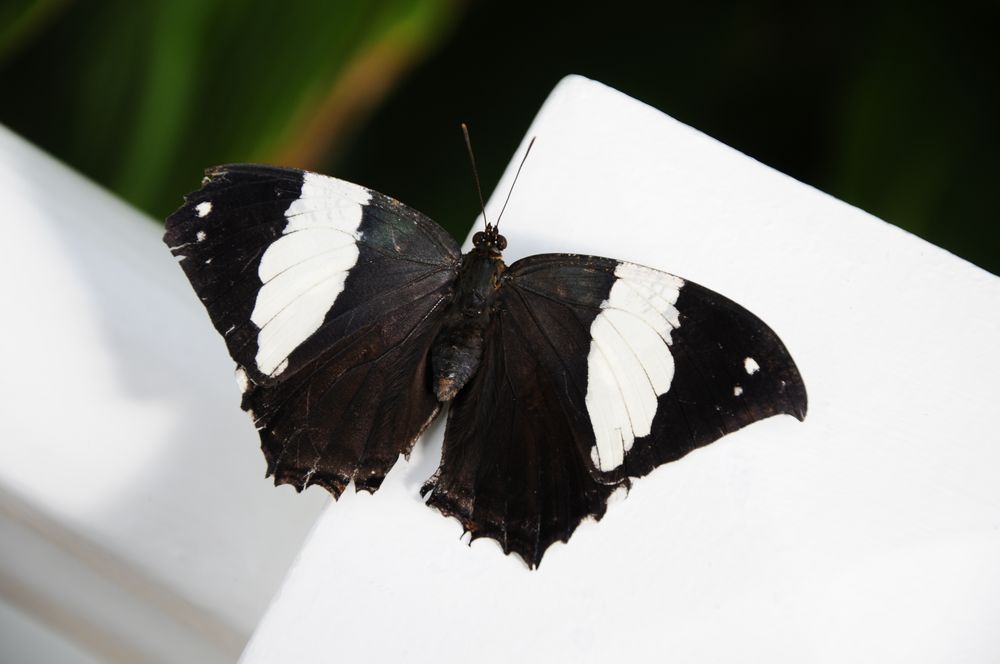 Schmetterling 6