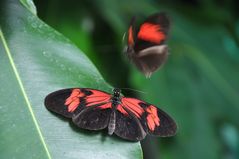 Schmetterling 6