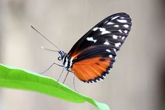 Schmetterling 6