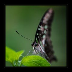 Schmetterling 6