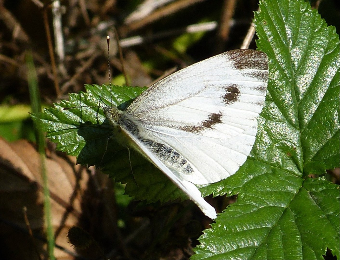 Schmetterling 6