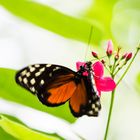 Schmetterling 6, Mainau