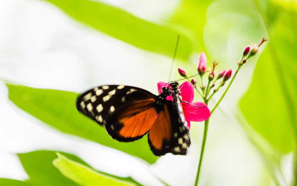 Schmetterling 6, Mainau