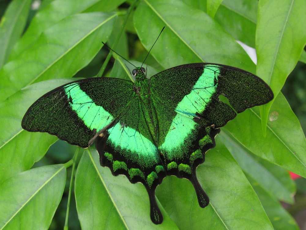 Schmetterling