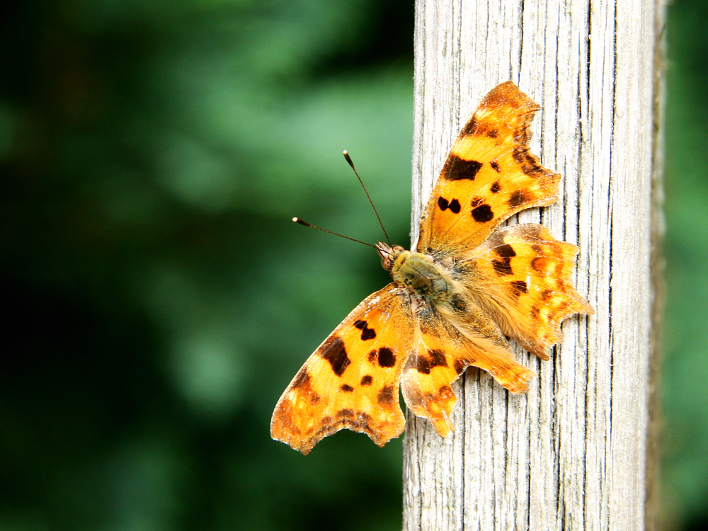 Schmetterling