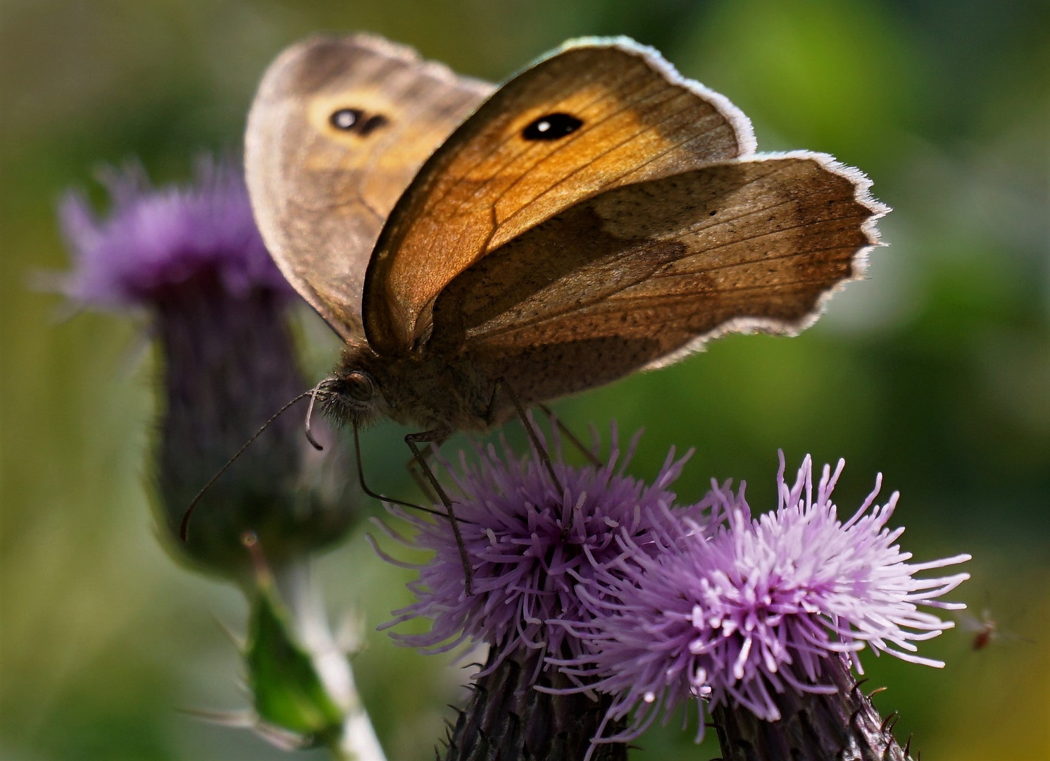 Schmetterling