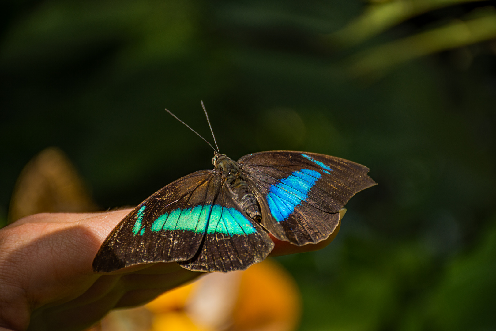  Schmetterling