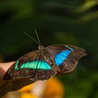  Schmetterling