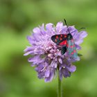 Schmetterling