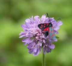 Schmetterling