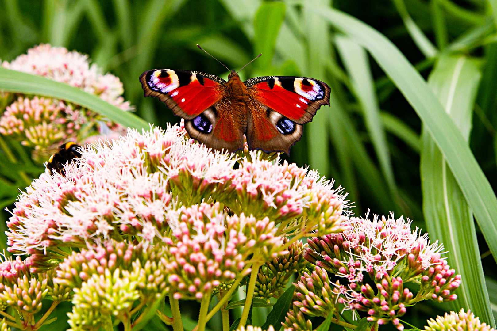 Schmetterling