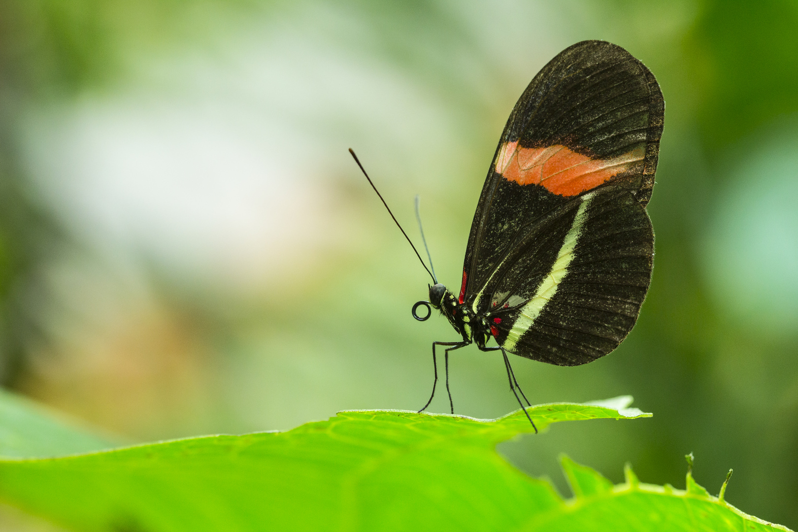 Schmetterling