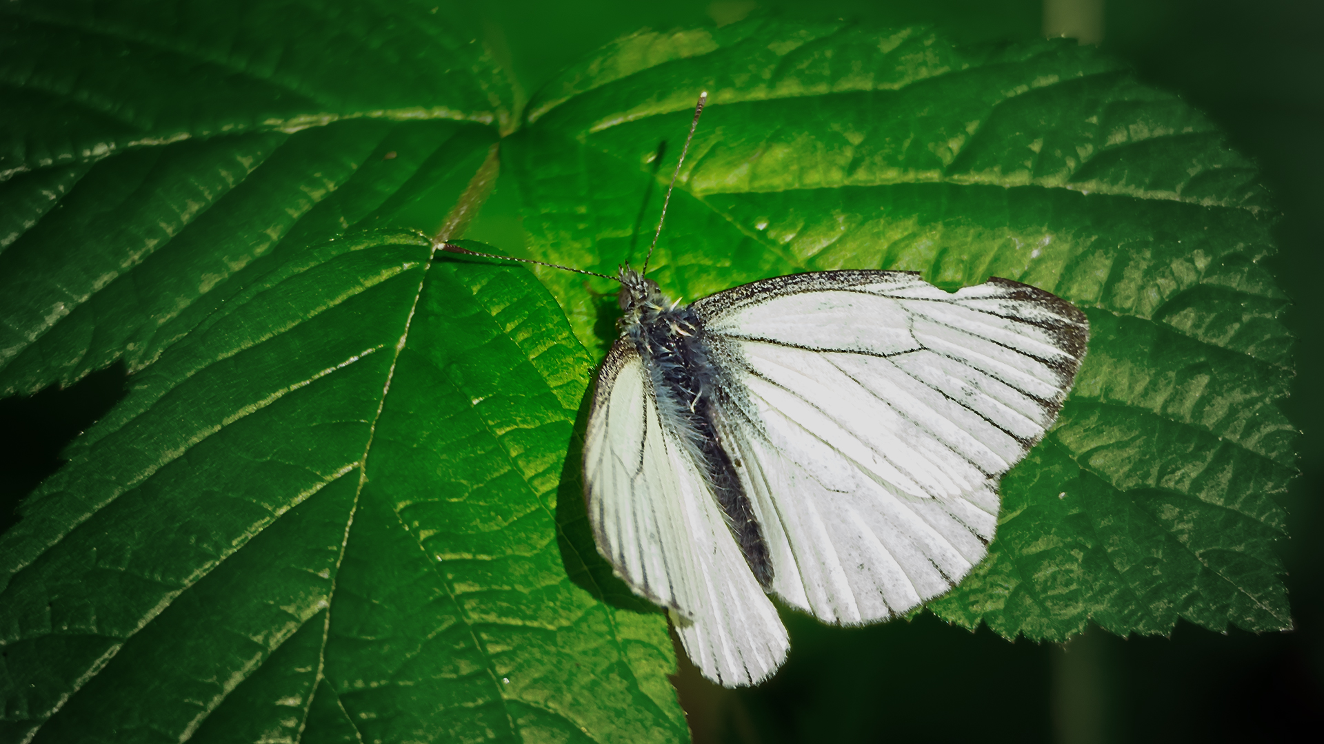 Schmetterling