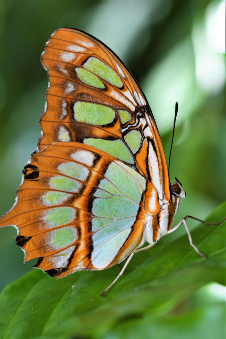 Schmetterling