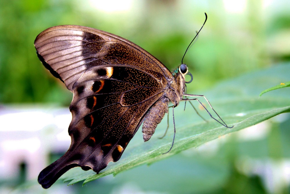 Schmetterling