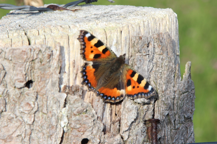 Schmetterling