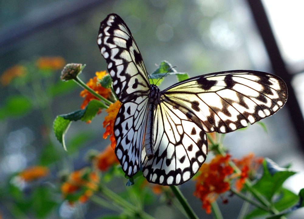 Schmetterling