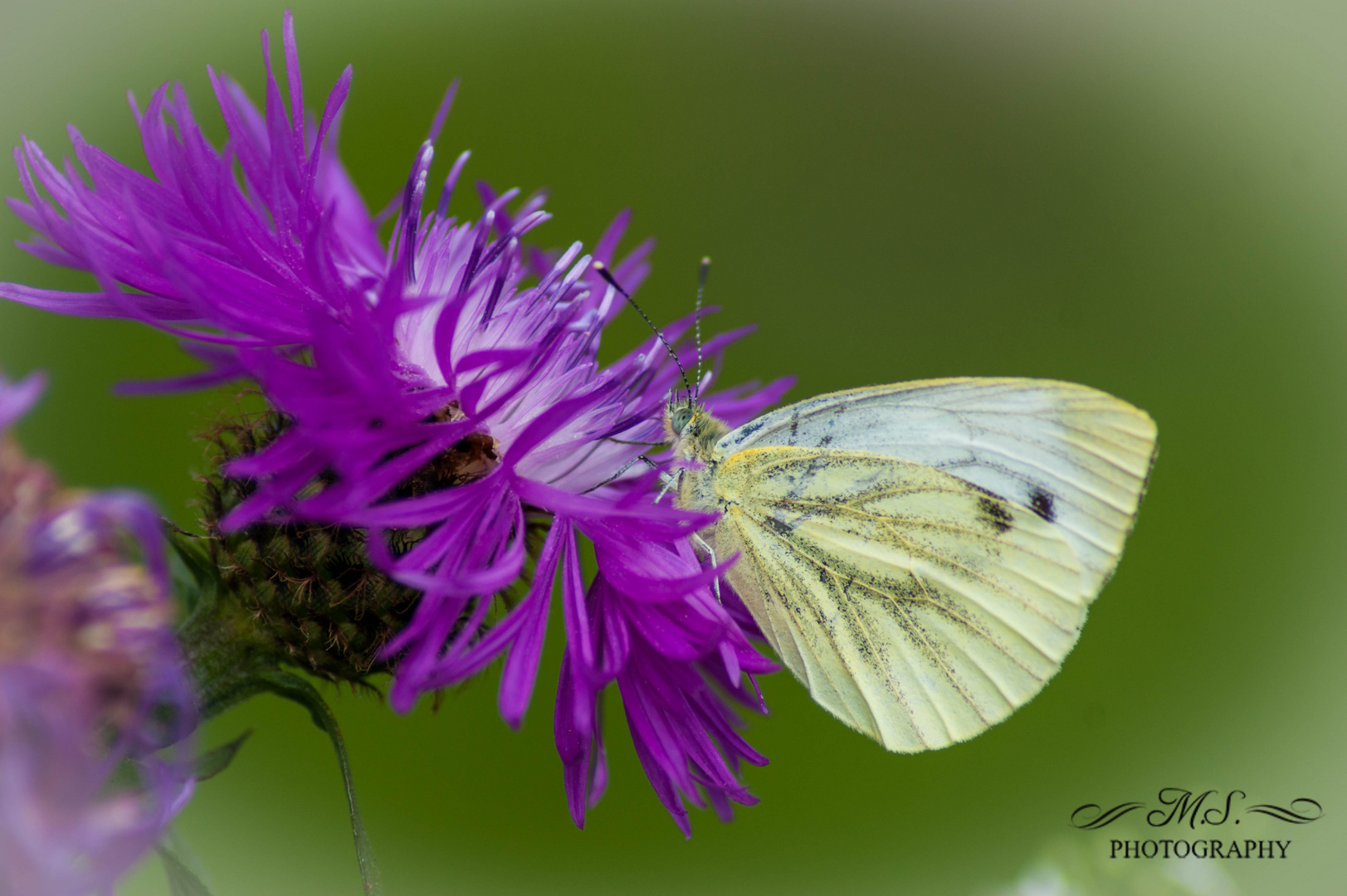 Schmetterling